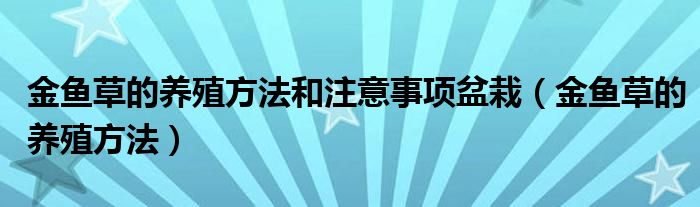 金鱼草的养殖方法和注意事项盆栽 金鱼草的养殖方法