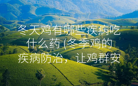 冬天鸡有哪些疾病吃什么药 (冬季鸡的疾病防治，让鸡群安康度过寒冬)