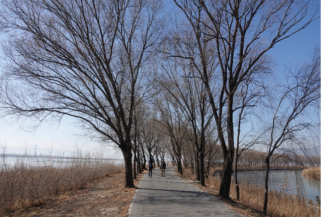 科普鸟在冬天吃些什么 冬天鸟吃什么