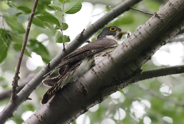 科普鸟在冬天吃些什么(冬天鸟吃什么)图2