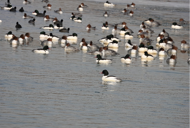 科普鸟在冬天吃些什么(冬天鸟吃什么)图3