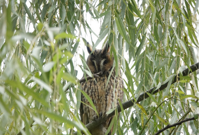 科普鸟在冬天吃些什么(冬天鸟吃什么)图4