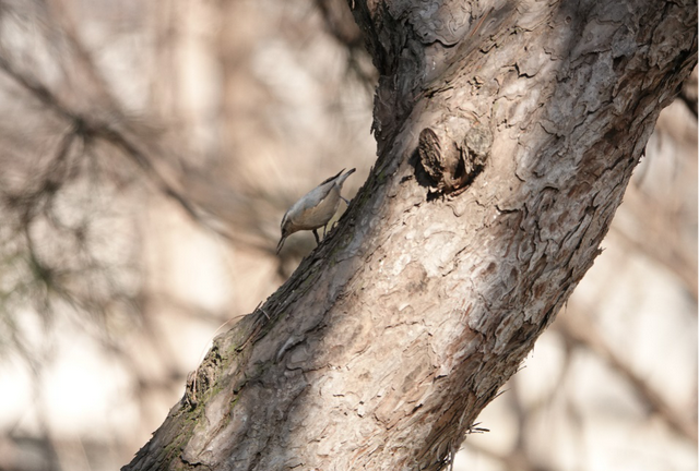 科普鸟在冬天吃些什么(冬天鸟吃什么)图7