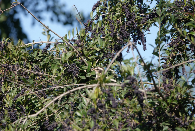 科普鸟在冬天吃些什么(冬天鸟吃什么)图9