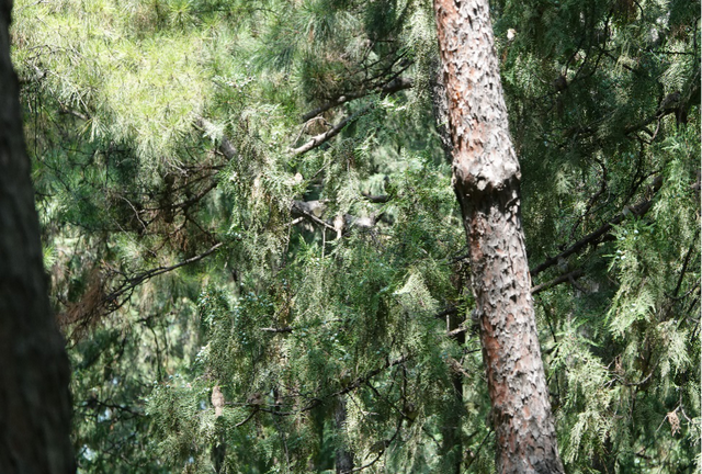 科普鸟在冬天吃些什么(冬天鸟吃什么)图10