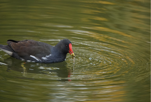 科普鸟在冬天吃些什么(冬天鸟吃什么)图13
