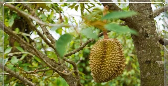 如何挑选出好吃的榴莲老司机教你