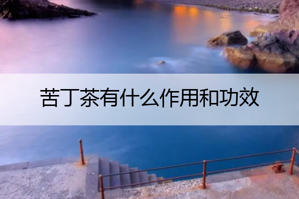 苦丁茶有什么作用和功效 苦丁茶有什么作用和功效与禁忌