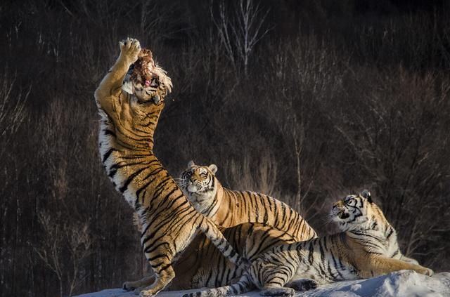 生肖虎必须要听的一句话是什么 生肖虎最近有什么事
