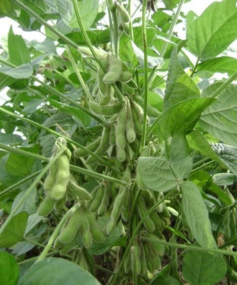 毛豆的管理要点 这些要知道的知识