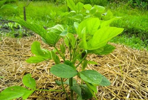 毛豆的管理要点 这些要知道的知识图3