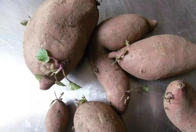 已经发芽的红薯还能吃吗 红薯发芽了孕妇还可以吃吗