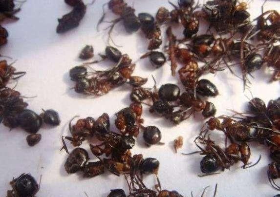 蚂蚁酒有什么功效