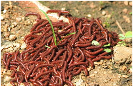 家里有很多马陆用什么杀虫剂 怎么彻底消灭马陆虫