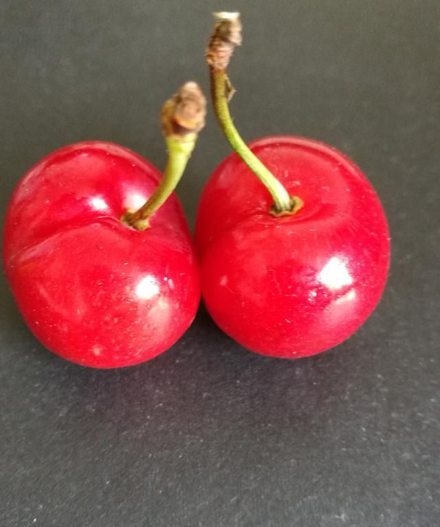 樱桃是樱花结出来的果子吗 樱桃是樱花树的果子吗