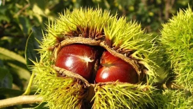 水果板栗和正常板栗