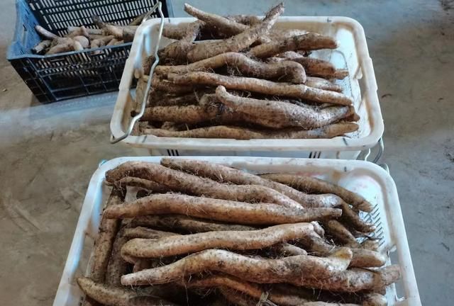 山药要怎么处理才能吃 山药怎么吃才能发挥最好的效果