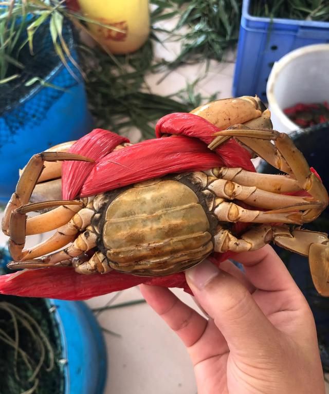 青蟹和大闸蟹的区别图片 为啥青蟹比大闸蟹贵