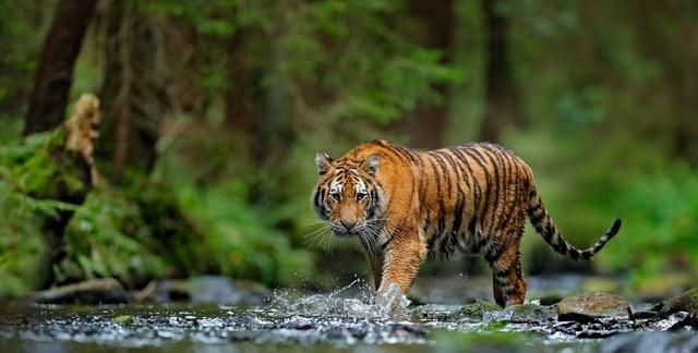 为什么狮子可以群居 而老虎却只能独居呢