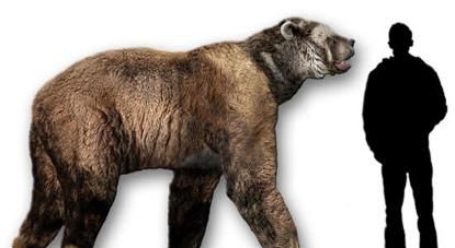 十个种类的熊 熊的种类