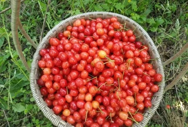 樱桃怎么保存一年四季能吃,樱桃几月份可以吃图12