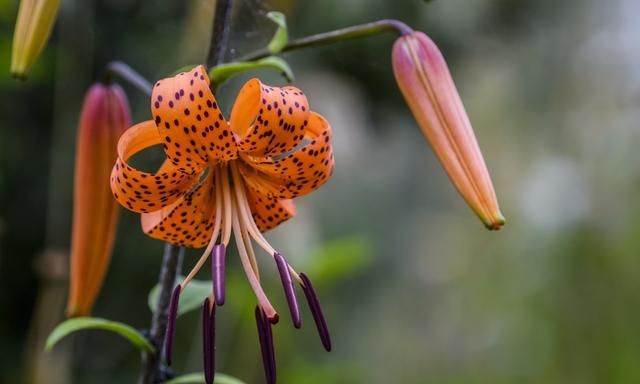 山药豆是山药开花结的果实吗(山药与山药豆功效区别)图6