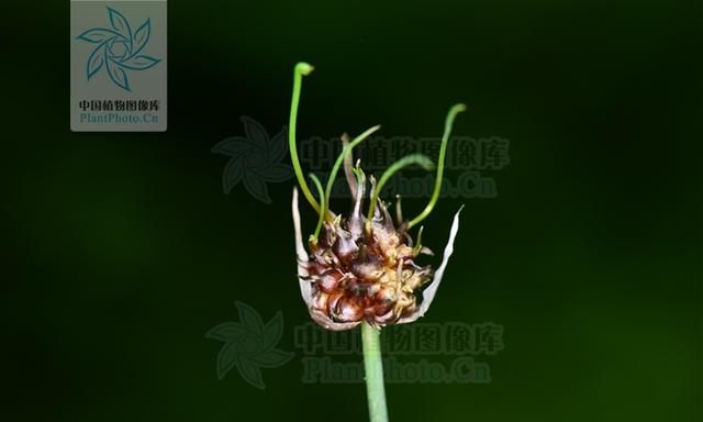 山药豆是山药开花结的果实吗(山药与山药豆功效区别)图8