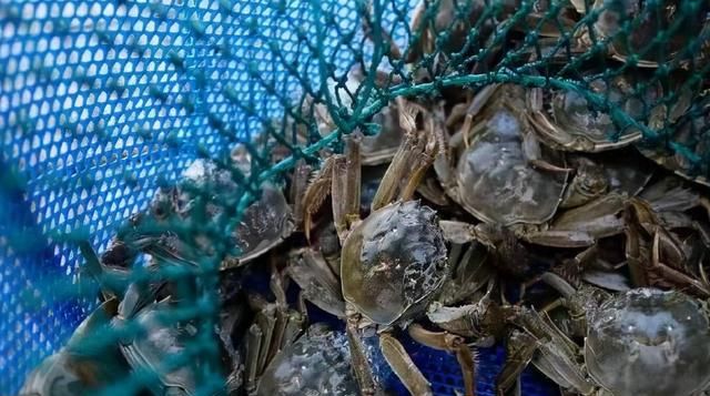 吃不完的螃蟹如何保鲜存放 吃不完的熟螃蟹怎么保存才新鲜