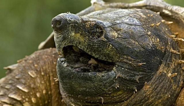 大鳄龟可以跟哪些鬼打架 七公分的大鳄龟到底有多凶