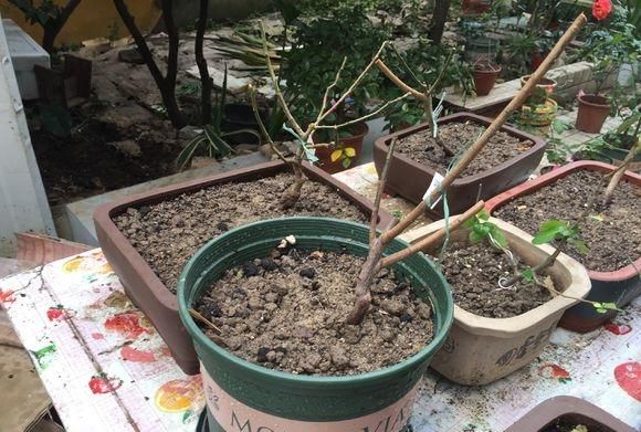 生根的花寿命有多长(这种花很耐寒新手也能养)图6