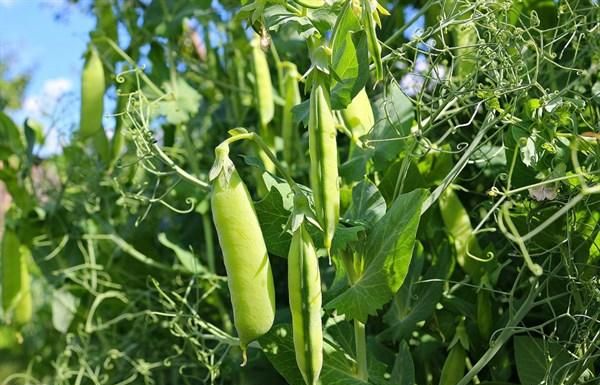 豌豆怎么给小孩吃更有营养 豌豆的100种食用方法