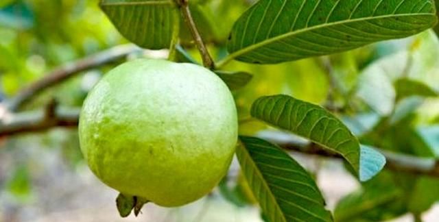 水果芭乐是红心番石榴 芭乐和番石榴是一种水果吗