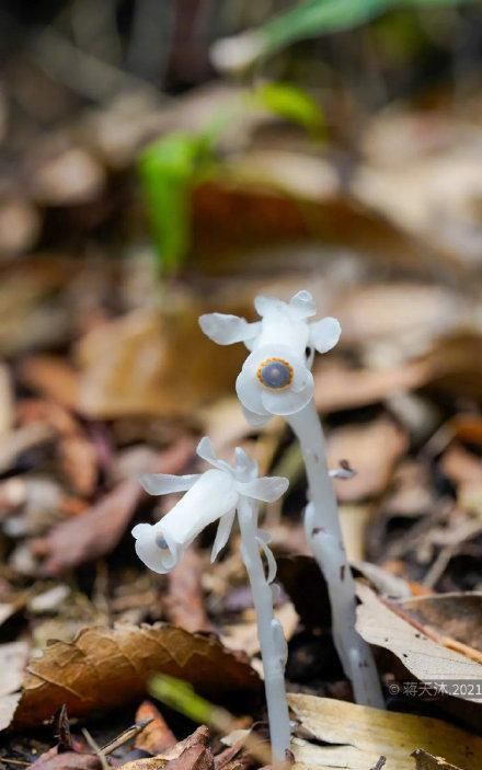 中国珍稀植物有哪些 主要生活在哪里