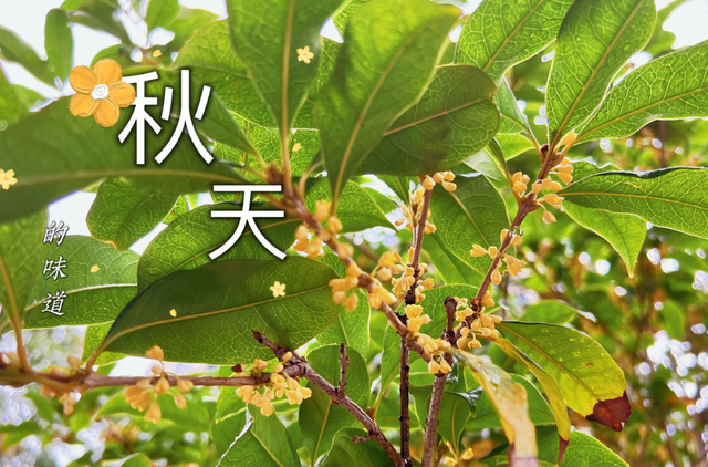 金秋六种桂花美食一起学做