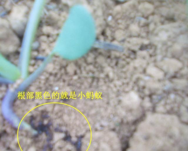 油菜被虫子吃的要死了有什么办法拯救
