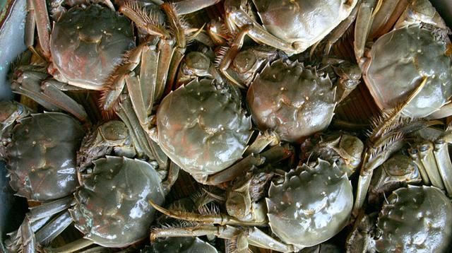 螃蟹放冰箱怎么保存才新鲜 螃蟹怎么放冰箱保存才能保持新鲜