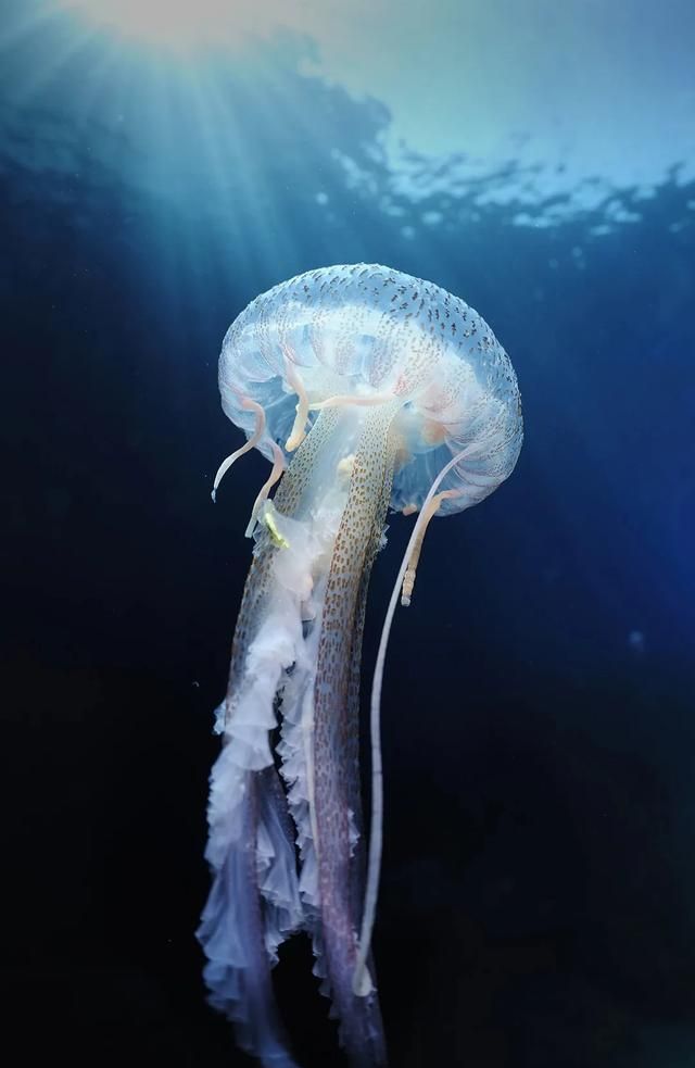 地球上现存最古老的生物是什么生物