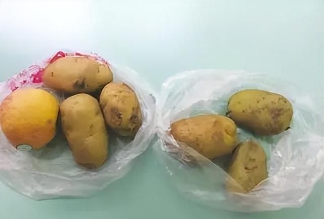 发芽的菜哪些不能吃,蔬菜中什么蔬菜发芽了不可以吃图11