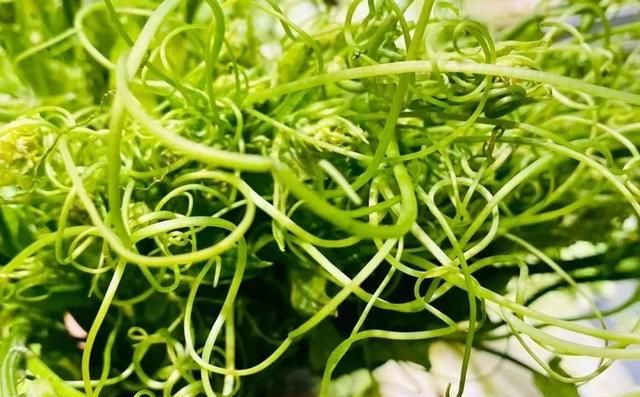 叶子的做法和营养价值