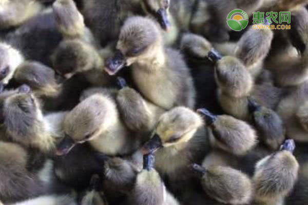 鹅副产品有哪些