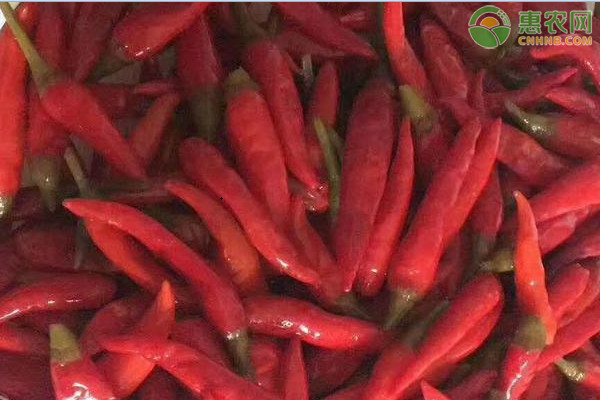 泡椒是哪里的特产 腌制方法有哪些