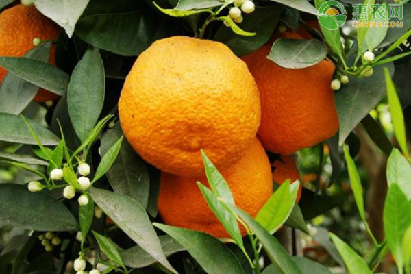 石棉黄果柑有什么特点