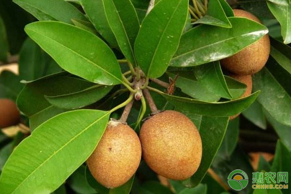 人心果的原产地在哪里 有几种吃法