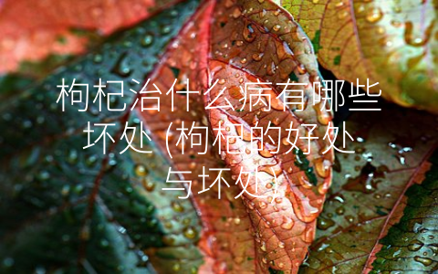 枸杞治什么病有哪些坏处 (枸杞的好处与坏处)