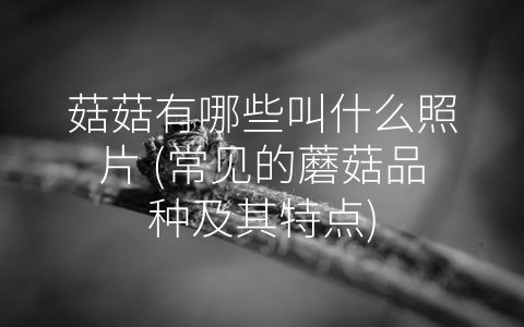 菇菇有哪些叫什么照片 (常见的蘑菇品种及其特点)