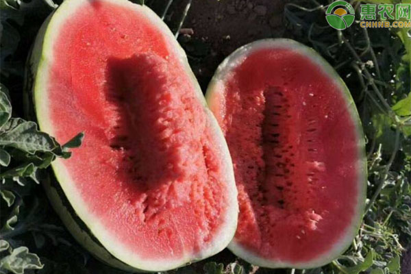戈壁西瓜为什么禁种了