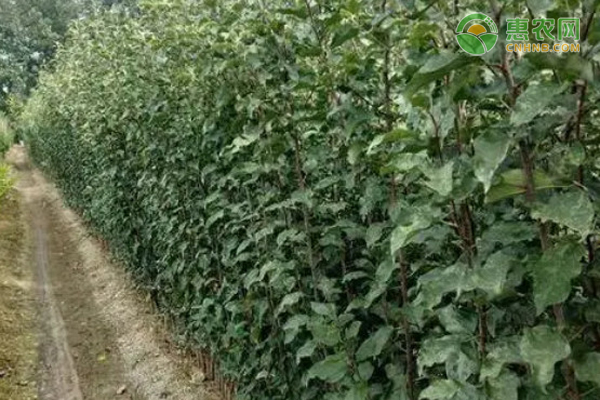 假苗鉴别最简单方法 如何买苗才安全