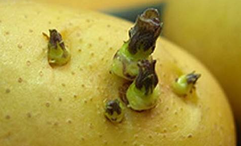 土豆变绿了还可以吃吗?可以吃,但是需要注意这一点图3