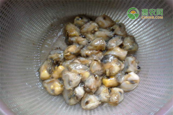 珍珠蚝的产地在哪 生蚝和珍珠蚝有何区别