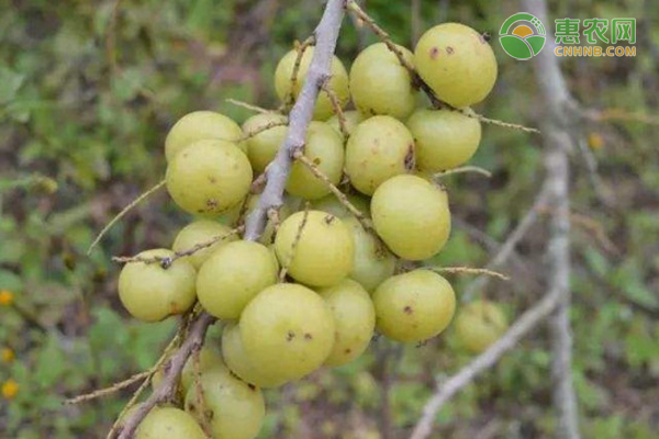 余甘果什么时候成熟上市 怎么泡制余甘果